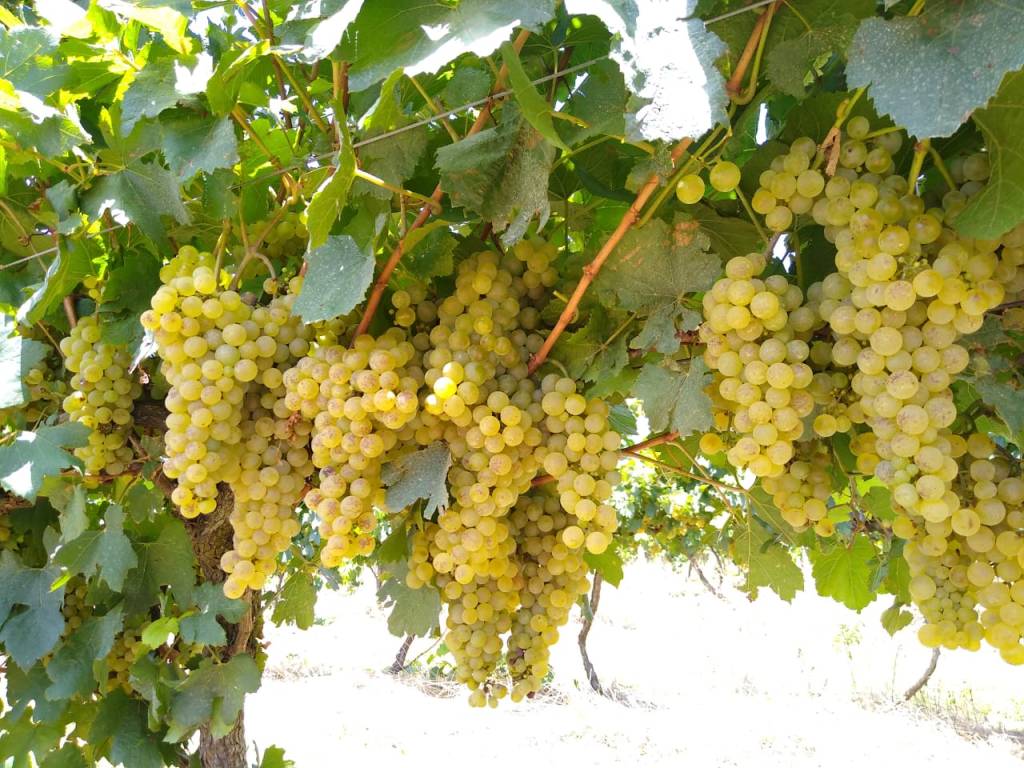 Uvas no vinhedo